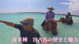 生存するのは49頭のみ 日本在来馬『宮古馬』の歴史と魅力 | 沖縄のニュース|RBC 琉球放送