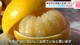 “冬のフルーツ”樹上完熟栽培の「文旦」が収穫の最盛期　今年は「当たり年」、1月末まで収穫が続く【高知・宿毛】　|　高知のニュース・天気｜KUTV NEWS | KUTVテレビ高知