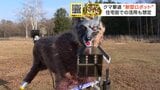 【ヒグマ撃退】 北海道の企業が開発した「モンスターウルフ」 新型モデルに「指向性スピーカー」搭載 ピンポイントの音でクマ退散 音が広がらず住宅地での活用も視野　|　北海道のニュース｜HBC北海道放送