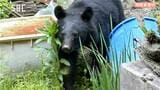 コンテナに頭を突っ込みエサをあさる…民家の庭にクマが居すわる 猟友会が麻酔銃で捕獲後に駆除 家の外にエサとなるものを置かないように注意呼びかけ 長野・安曇野市|TBS NEWS DIG