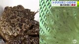 春の風物詩「シロウオ」と別名“花見ガニ”「トゲクリガニ」　花見に合わせて旬迎える味覚に異変　取れない！取る人もいない！|TBS NEWS DIG