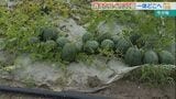 消えたスイカ30個一体どこへ? 盗まれたのは種まで食べられる珍しい品種「ぷちっと」 | 沖縄のニュース|RBC 琉球放送