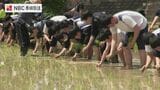 高校生が田植え体験　長崎県立五島南高校　|　長崎のニュース | 天気 | NBC長崎放送