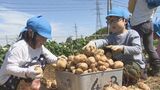 「でっけー!」山形村で園児およそ60人がジャガイモを収穫「見つけるのが楽しい!」|TBS NEWS DIG