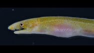 バケツですくい上げたら“世界初の個体”だった！夜の漁港で採集された珍魚「サンゴミミズアナゴ」高知大の学生ら発見＆論文発表　|　高知のニュース・天気｜KUTV NEWS | KUTVテレビ高知
