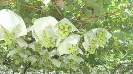栽培作物は「果樹」が最多　山梨県内の新規就農者は337人　10年連続300人越え|TBS NEWS DIG