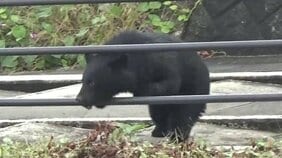 市街地のクマ目撃…実は「着ぐるみを着た人を見間違い」!? 関係者から警察に連絡 市は「疑わしいものは報告して」と引き続きクマに注意呼びかけ(山形市)|TBS NEWS DIG