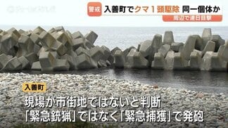 約1メートルのクマ1頭を駆除 黒部川河口で連日目撃された同一個体か 「緊急捕獲」として2発発砲 富山・入善町 | 富山のニュース|天気・防災|チューリップテレビ