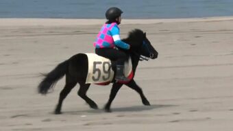 子どもがポニーで疾走　浜競馬に熱い声援　鹿児島　|　鹿児島のニュース｜MBC NEWS｜南日本放送