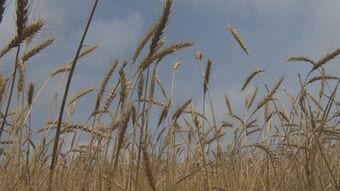 黄金色に実る“小麦”　「麦刈り」体験　うるま市・伊計島|TBS NEWS DIG