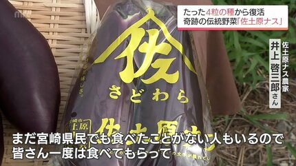 TBSアナも驚いた 一度は消えた幻の野菜 たった4粒の種から復活した