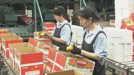 お中元シーズン前に｢温室ミカン｣が出荷最盛期 皮が薄く甘みが強い