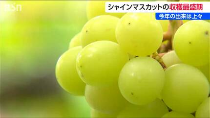 シャインマスカット収穫最盛期 価格は2房 約3,000円 出来は良好で炭酸