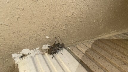 気づけば家の中に…お邪魔虫「カメムシ」正体と対策は？ | TBS NEWS DIG