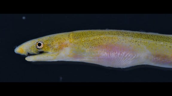 バケツですくい上げたら“世界初の個体”だった！夜の漁港で採集された珍魚「サンゴミミズアナゴ」高知大の学生ら発見＆論文発表　|　高知のニュース・天気｜KUTV NEWS | KUTVテレビ高知