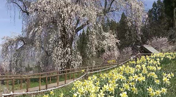 「満開の花を付けた枝が滝のように降り注いで…」北信濃から花の便り…樹齢200年超「一本桜」＆観音堂の登り口にある「しだれ桜」春の陽気に誘われて一気に満開　|　SBC NEWS | 長野のニュース | SBC信越放送