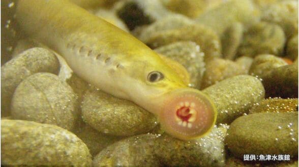 見つけたら超ラッキー！あごも目もない 古代生物 “スナヤツメ”【夏休み自由研究 2024】水族館学芸員 “おすすめ” 不思議な生き物　|　富山のニュース｜天気・防災｜チューリップテレビ