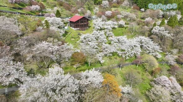 【岩手空中散歩】西行法師があまりの景色の美しさに歌を詠んだ桜の名所「西行桜の森」をドローンで撮影　平泉町　|　IBC NEWS | IBC岩手放送