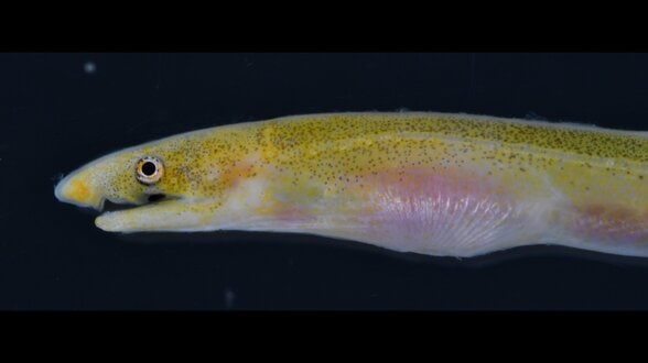 バケツですくい上げたら“世界初の個体”だった!夜の漁港で採集された珍魚「サンゴミミズアナゴ」高知大の学生ら発見&論文発表 | 高知のニュース・天気|KUTV NEWS | KUTVテレビ高知