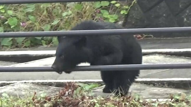 【動画】通学時間帯、高校のそばにクマ　周囲には高校生、撮影者との距離は10メートル…クマが向かって来るギリギリまでをカメラがとらえた（山形）|TBS NEWS DIG