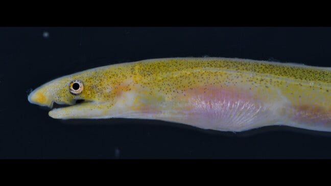 バケツですくい上げたら“世界初の個体”だった!夜の漁港で採集された珍魚「サンゴミミズアナゴ」高知大の学生ら発見&論文発表 | 高知のニュース・天気|KUTV NEWS | KUTVテレビ高知