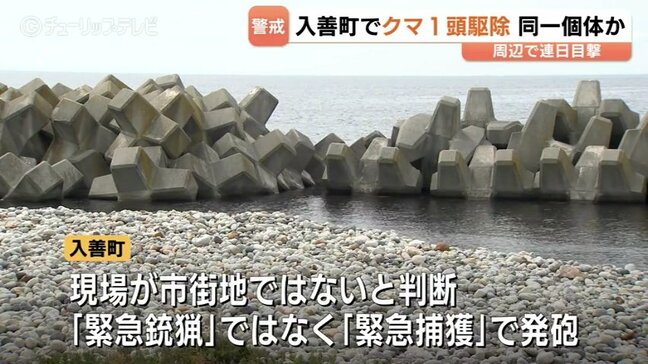 約1メートルのクマ1頭を駆除　黒部川河口で連日目撃された同一個体か　「緊急捕獲」として2発発砲　富山・入善町|TBS NEWS DIG