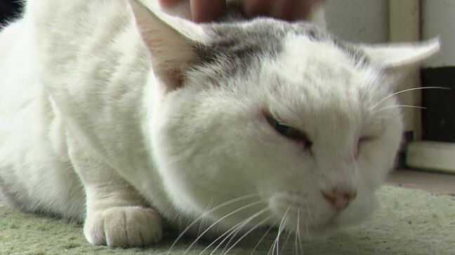 野良ネコから岡山県警察学校のアイドル猫になった“たま警視”　厳しい寮生活を過ごす未来の警察官たちの癒やしに|TBS NEWS DIG