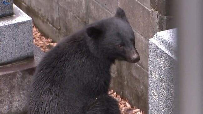 市町村の判断で銃の使用が可能になる緊急銃猟が始まることを受け、助言を行う対策チーム設置 岩手|TBS NEWS DIG