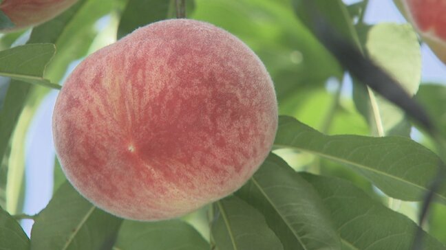 「非常に喜ばしい」　ハウスモモ『さくひめ』の収穫が始まる　生産者がピンク色に色付いたモモを一つ一つ丁寧に収穫　山梨・甲州市|TBS NEWS DIG