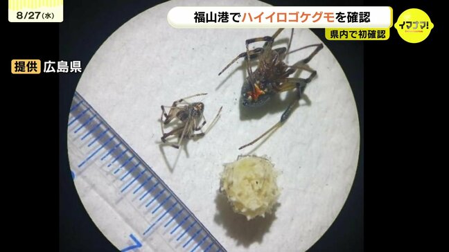 「生きたクモを見つけたら素手で触らないで」 特定外来生物の毒グモ・ハイイロゴケグモ2匹とたまご1個を福山港で確認 広島県内初|TBS NEWS DIG