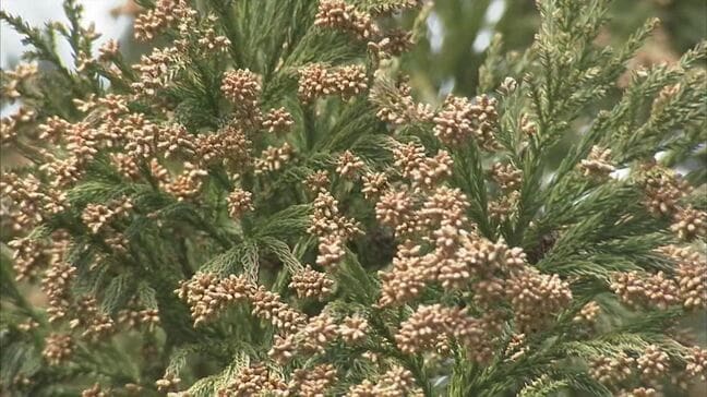 早くも「花粉」飛散予測発表…2026年春はどうなる？　東北で前シーズン比「730％」北海道で「420％」との予測も|TBS NEWS DIG