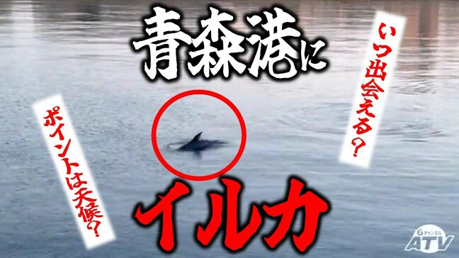 青森港に「イルカ」出現! エサとなるイワシを追いかけて回遊か 出会いやすい日は晴れている!? 県内には砂浜からも見られることもある場所が 野生のイルカの出現スポットは?|TBS NEWS DIG