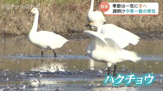 週末は20℃予想も週明けに寒気が南下　来週は火曜以降、平野部でも初雪の可能性　八尾には冬の使者ハクチョウ飛来|TBS NEWS DIG