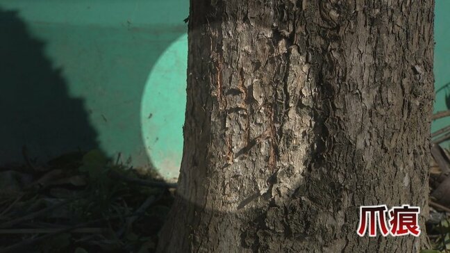 富山県のクマ出没、過去最多ペースの650件超える…富山市婦中町の住宅街に連日痕跡、近くの中学校も対策を強化|TBS NEWS DIG