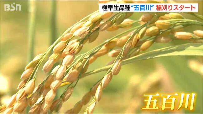 10日頃には“新米”として店頭に「猛暑少雨でも品質は良」コシヒカリ系の極早生品種『五百川』新潟市西蒲区|TBS NEWS DIG