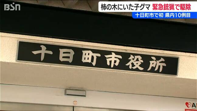 柿の木にいた子グマを緊急銃猟で駆除 十日町市では初　新潟県で10例目|TBS NEWS DIG