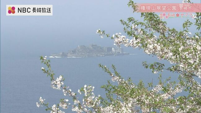 眼下に広がる五島灘の青と桜「軍艦島」を遠望できるスポット　長崎市 権現山展望公園の春|TBS NEWS DIG