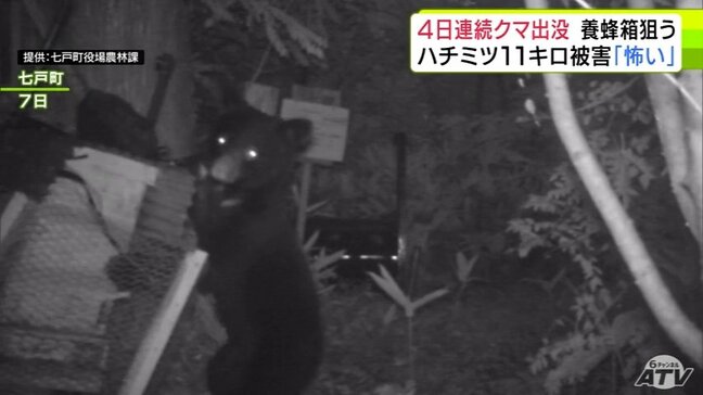「まいった…」ハチミツの味の“とりこ”に？　4日連続で姿現した『クマ』養蜂箱を倒しハチミツ11kg食い荒らす　被害額13万円余　恐怖心を募らせる養蜂家「いつやられるか、どこに潜んでいるかわからない」|TBS NEWS DIG
