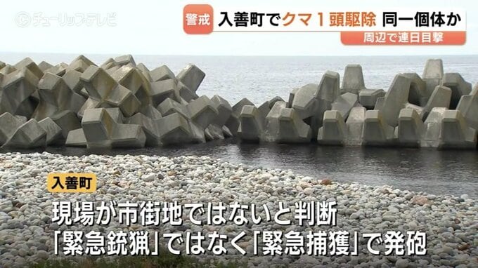 約1メートルのクマ1頭を駆除　黒部川河口で連日目撃された同一個体か　「緊急捕獲」として2発発砲　富山・入善町　|　富山のニュース｜天気・防災｜チューリップテレビ