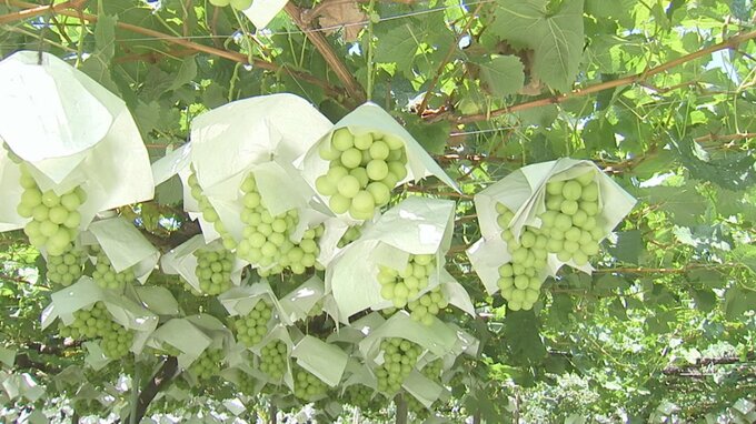 栽培作物は「果樹」が最多　山梨県内の新規就農者は337人　10年連続300人越え　|　山梨のニュース | ＵＴＹテレビ山梨