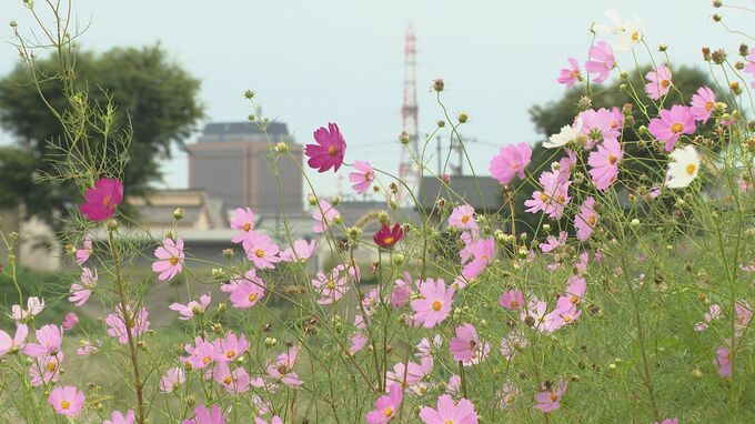 金沢・犀川沿いの200メートル“コスモスロード”見頃　高齢化で管理者不在の課題も…|TBS NEWS DIG