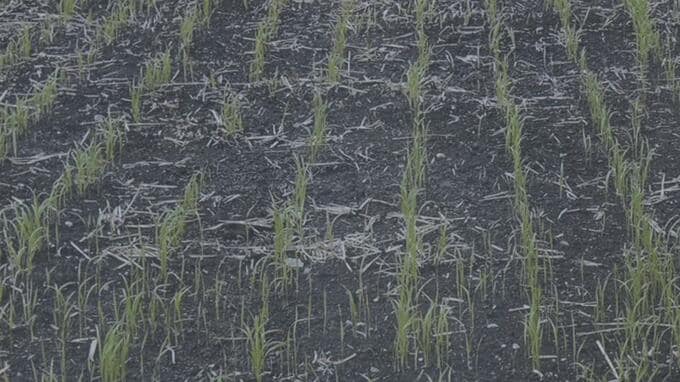 水田ではなく「乾田」で栽培　畑で育った新米の販売会　県内で普及目指す|TBS NEWS DIG