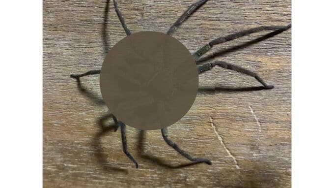 【家の中にタランチュラ？】守り神「アシダカグモ」実は「外来種で毒がある」おとなしい性質|TBS NEWS DIG