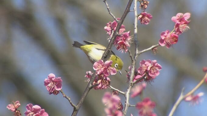 紅白の梅の花が見ごろ　富山は3月下旬並みの暖かさに　山間部ではなだれに注意　|　富山のニュース｜天気・防災｜チューリップテレビ