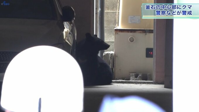 釜石市役所近くに出没のクマをわなで捕獲　被害なし　岩手県は「警報」発表|TBS NEWS DIG