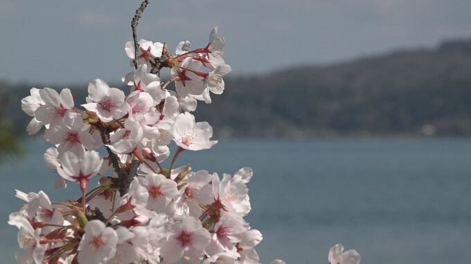 「サクラと共に復興歩む」2028年の全旅館再開へ 能登・和倉温泉で150本のサクラが紡ぐ希望|TBS NEWS DIG