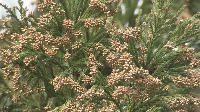 過去10年で最大クラスの花粉襲来へ　新型コロナ対策のマスク着用の緩和が重なり医師が警鐘　|　BSSニュース | BSS山陰放送