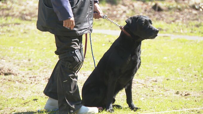 地震など災害時に活動 「災害救助犬」審査会 能登半島地震で改めて必要性|TBS NEWS DIG