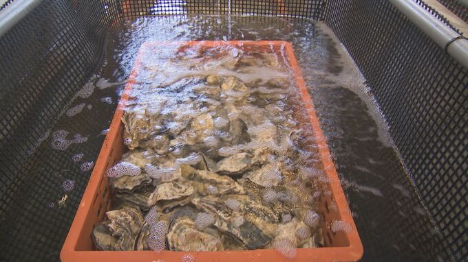 海洋深層水くみ上げピンチ！地震で破損した取水管　復旧は早くて来年秋　負担額の全容見えず　富山・入善町　|　富山のニュース｜天気・防災｜チューリップテレビ