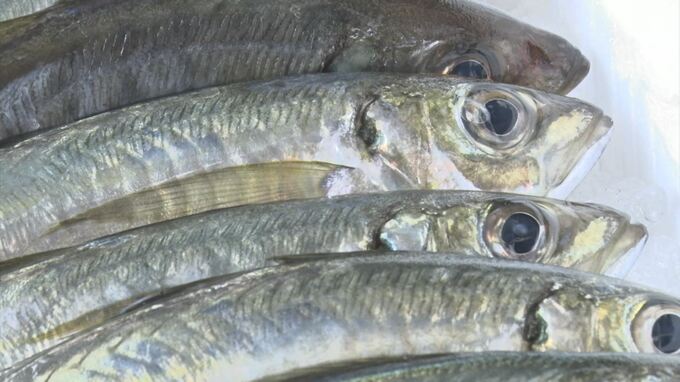 「網が壊れてしまったら何千万からかかります」台風に備え定置網を外し…鮮魚店は魚少なく　島根県松江市　|　BSSニュース | BSS山陰放送